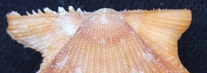 Lindapecten muscosus